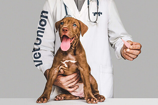 Ребрендинг ветеринарных клиник Vet Union от агентства Repina branding