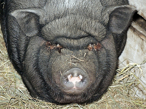 Фермер поведал, чем задобрить свинью в ее год: любит поспать