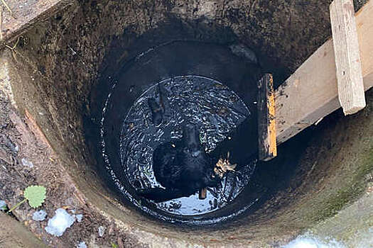 В Подмосковье спасатели достали собаку, провалившуюся в колодец с водой