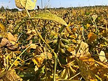 Площадь сельхозугодий растёт в Хабаровском крае