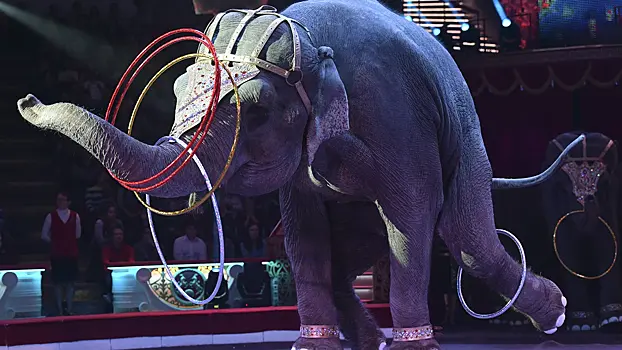 В цирковом фестивале "Идол" поучаствуют артисты из 15 стран