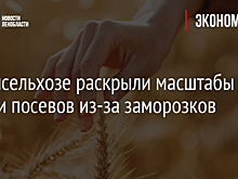 В Минсельхозе раскрыли масштабы гибели посевов из-за заморозков