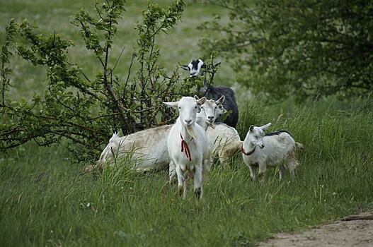Производство козьего и коровьего молока в Крыму поддержит региональный Минсельхоз
