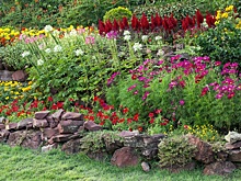 Захватчики сада: растения, от которых потом не избавиться