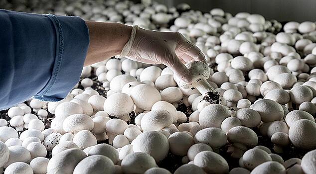Ленобласть вырастит в десять раз больше грибов