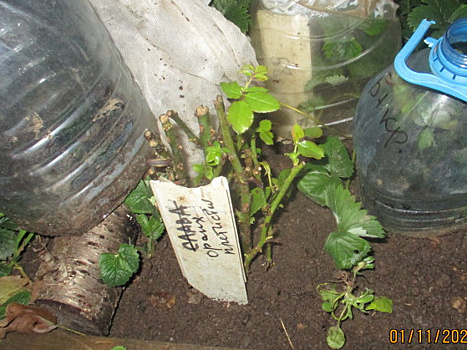 Осеннее черенкование роз: результатом довольна, приживаемость хорошая