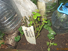 Осеннее черенкование роз: результатом довольна, приживаемость хорошая