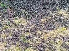 На Бали обнаружили сотни мертвых птиц
