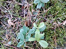 Февраль бьёт рекорды: за три недели в Твери установлено несколько температурных максимумов