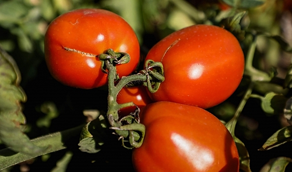 В Волгоградской области на 68% увеличилось производство кетчупов