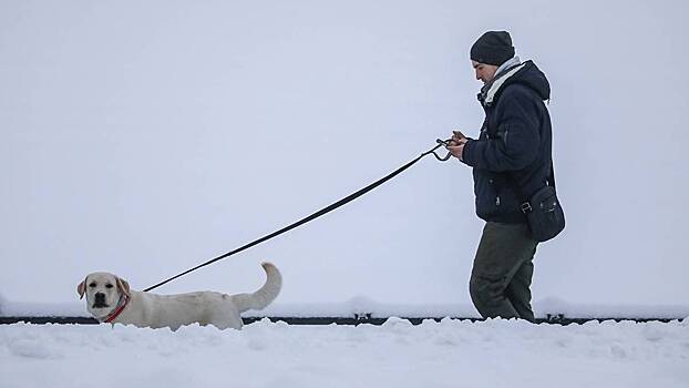 Кинолог Голубев рассказал, как подготовить собаку к зимней поездке
