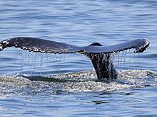 Морской гигант всплыл у берегов России