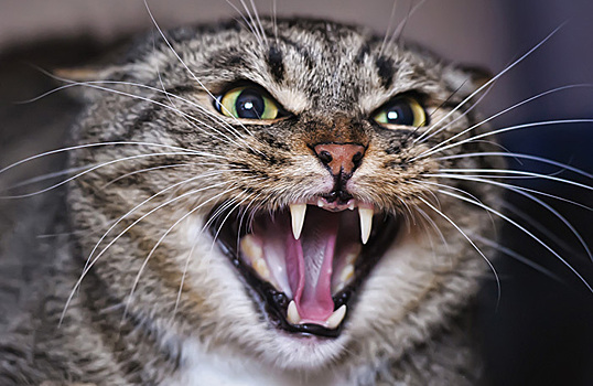 Москвичу, использовавшему кота в качестве оружия нападения на полицейского, грозит до пяти лет