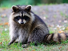 Тонущего енота спасли с помощью дорожного конуса