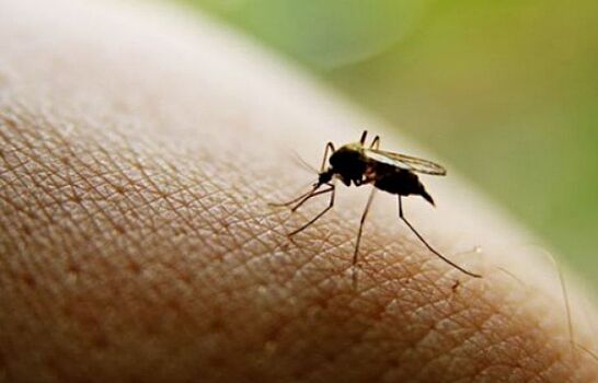 Глобальное потепление переселяет опасных комаров из Африки в Россию