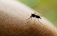 Глобальное потепление переселяет опасных комаров из Африки в Россию