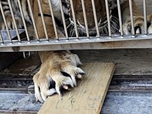 К 2020 году в Британии запретят выступление животных в цирке