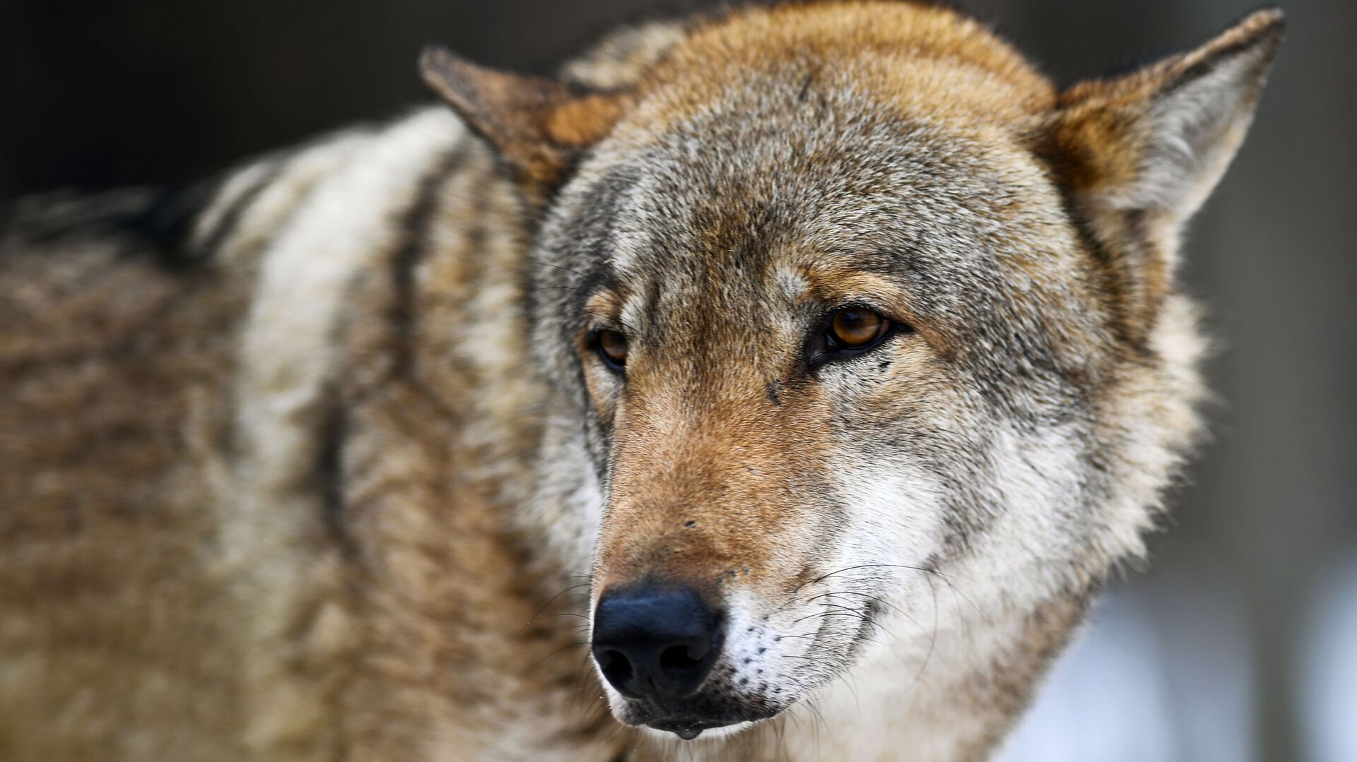 Жители Приангарья пожаловались на нашествие волков