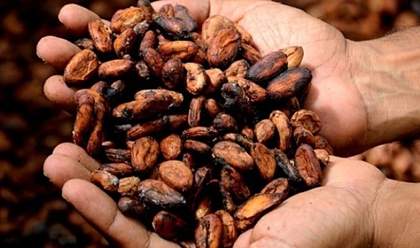Врачи рассказали о полезных свойствах какао перед физическими нагрузками