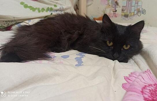 Благовещенские школьники спасли кота, который потерялся и попал под машину