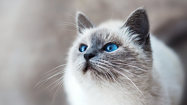 Эксперт дал совет, чем можно угостить кошку на Новый год