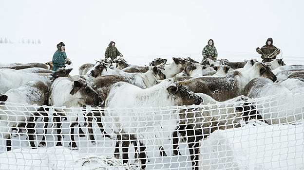 Сезон заготовки оленины стартовал в Приуральском районе