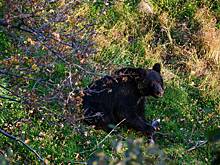 Хозяин дома расправился с забравшимся в его ванную медведем