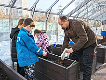 Ранний урожай. В теплицах детского парка «Фили» посеяли редис и сидераты