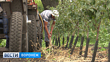 Бросили в 90-х. Как в Воронежской области возрождают яблоневые сады