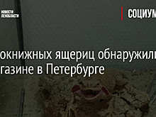 Краснокнижных ящериц обнаружили в зоомагазине в Петербурге