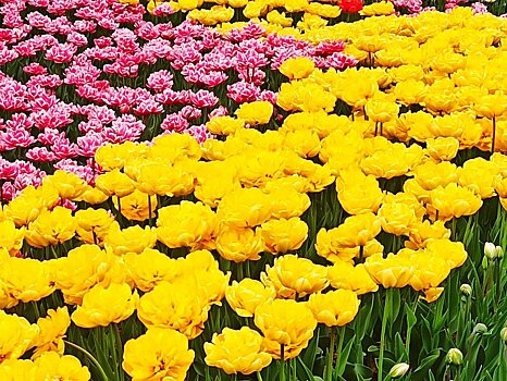 В Подмосковье будут выращивать редкие цветы