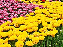 В Подмосковье будут выращивать редкие цветы