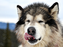 Собака приревновала хозяина к девушке