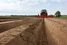 «Относится к категории супер-суперэлиты»: в Калининградской области будут выращивать новый сорт картофеля