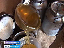 В Калининградской области завершается сбор мёда