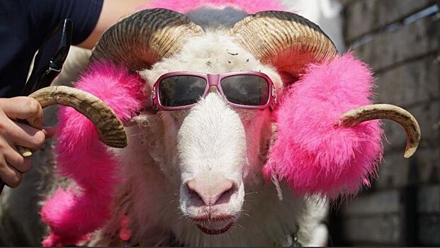В Дагестане выбрали самую красивую овцу