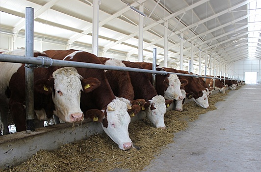 В Ростовской области открылась молочно-товарная ферма за 150 млн рублей