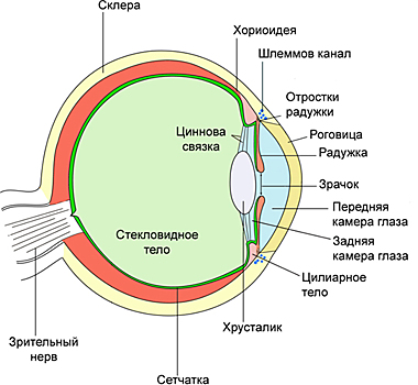 Чем нас лечат от близорукости