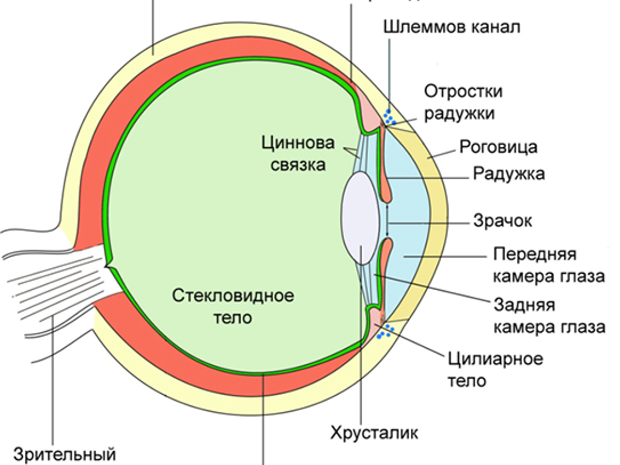 Чем нас лечат от близорукости - Рамблер/доктор