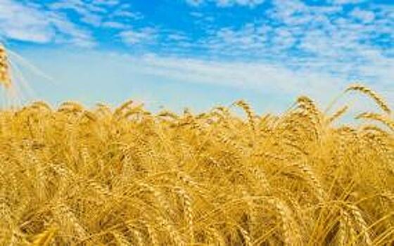 РЖД ожидают роста перевозок зерна в 2020 году на 8-12%