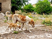 «Они довольно крупные и не боятся человека»: встречаются ли животные-мутанты в Чернобыльской зоне отчуждения?