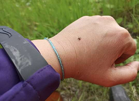 В Смоленской области за неделю за медпомощью после укуса клещей пришел 51 человек