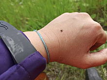 В Смоленской области за неделю за медпомощью после укуса клещей пришел 51 человек