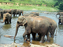 Слон убил бабушку и трехлетнюю внучку возле их дома