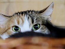 Появились подробности инцидента с «мобилизованным» котом Мурчиком