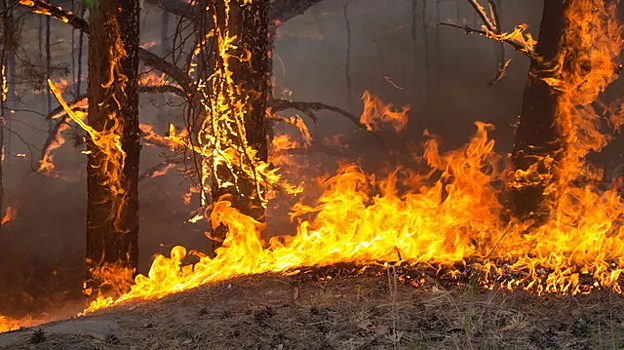 Площадь лесных пожаров под Иркутском выросла