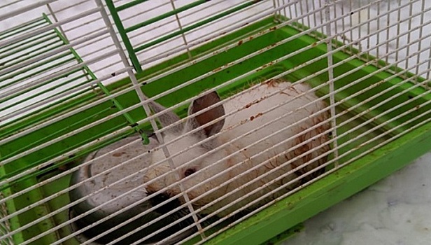 В Новосибирске трехмесячного кролика в клетке выкинули на свалку