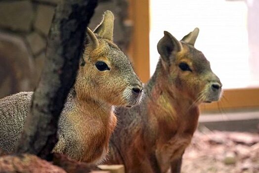 В барнаульском зоопарке придумали зимний «теплый пол» для животных