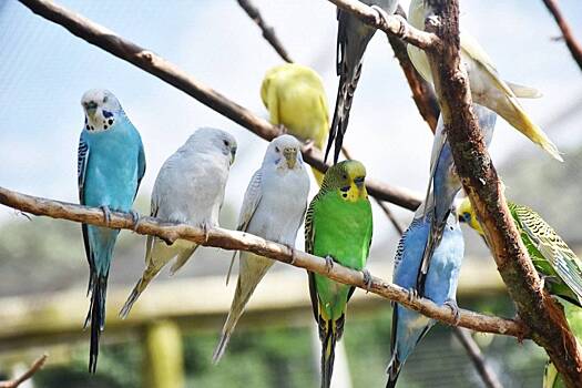 Учимся соблюдать психологические границы попугая