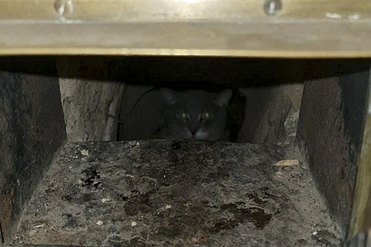 В Эрмитаже поймали кота, полтора месяца прожившего в воздуховодах гардероба